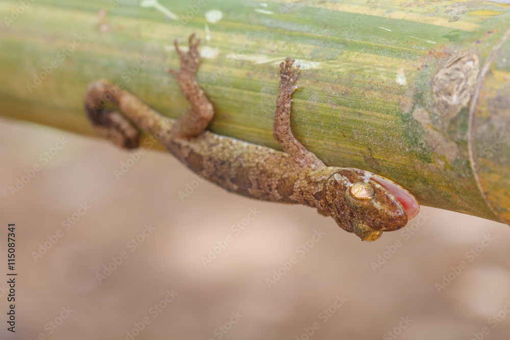 Ulber's Gecko in tropical forest Ulber's Gecko in tropical forest