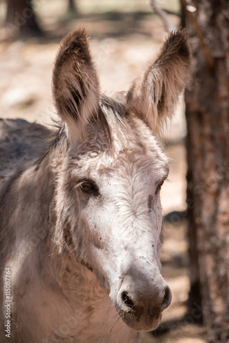 American Burro