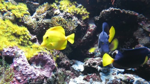saltwater fish named Zebrasoma flavescens or Yellow Tang fish or Surgeonfish, from Acanthuridae family, eating in rock in aquarium