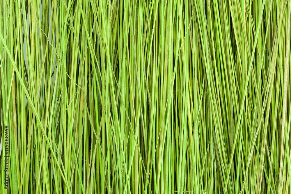 Green grass. Close. Texture. Background Green grass. Close. Texture. Background