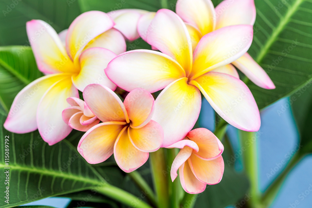 Fototapeta premium Plumeria or frangipani flower, Tropical flower.