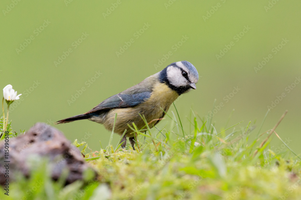 Obraz premium Nice tit with blue head looking up