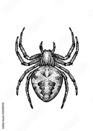 engraved, drawn,  illustration, insect, spider, garden orb