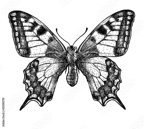 engraved, drawn,  illustration, insect, butterfly, swallow-tailed, Papilio