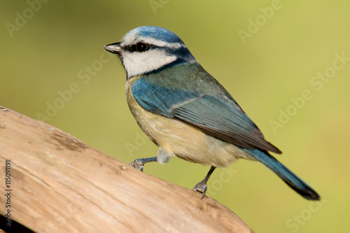 Nice tit with blue head looking up