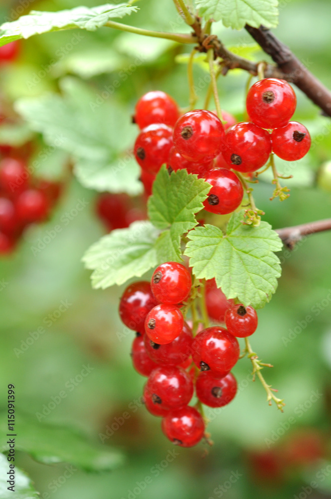 Red Currants In The Garden, Summer Harvest Red Currants In The Garden, Summer Harvest