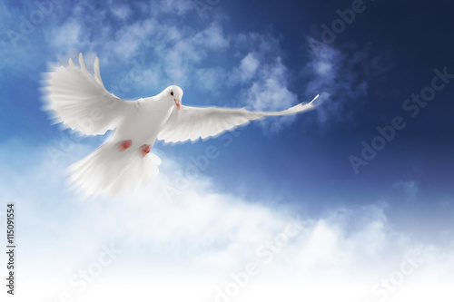 Pigeon Catholic Background