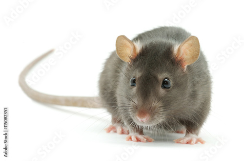  rat