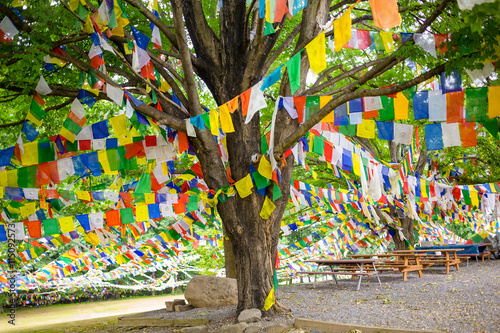 Tree with Tibetan Prayer Flags Temple photo