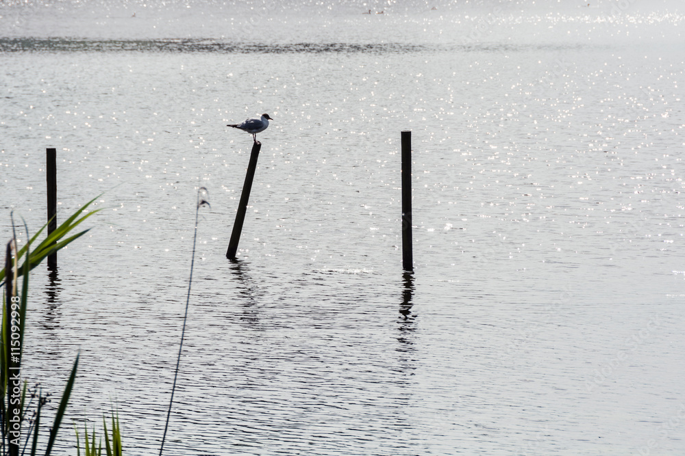 Bird resting on a post in water in summer, Milton Keynes, UK Bird resting on a post in water in summer, Milton Keynes, UK