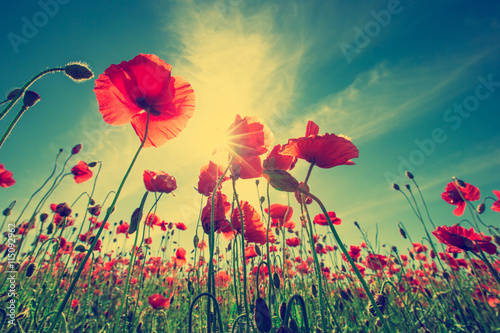Fototapeta Naklejka Na Ścianę i Meble -  Poppy Flowers