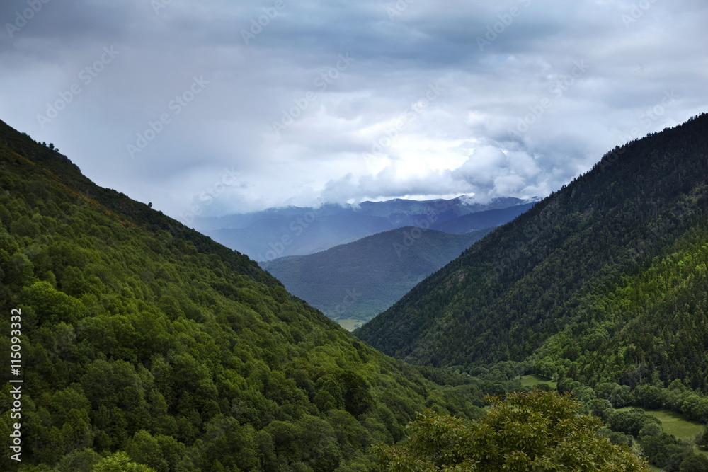 Trees on moutains