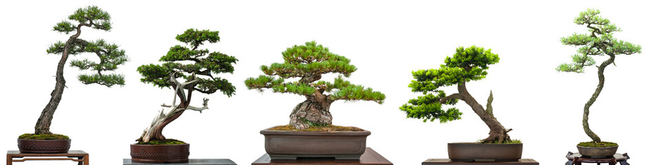 Acrylglasbilder Bonsai Japanische Nadelbäume als Bonsai  © Bernd Schmidt
