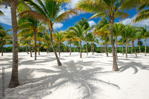  beach and tropical sea