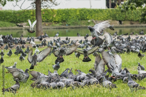A pigeons eating on the park. Image with selective focus