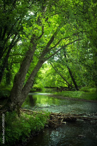 Green Summer Swamp