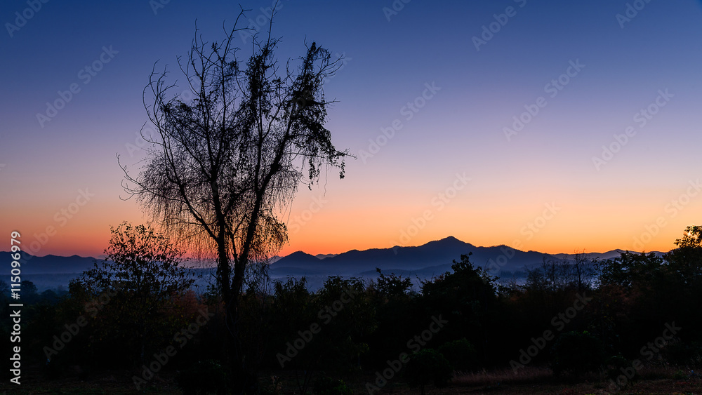 Dawn sky and silhouette tree