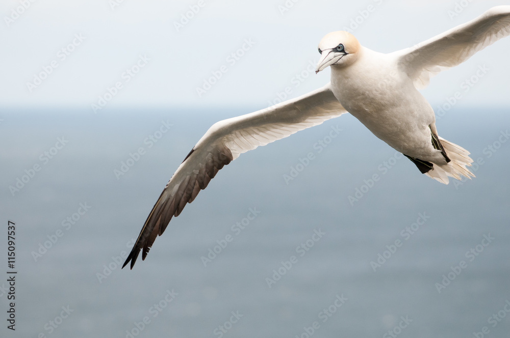 Obraz premium Gannet flying in