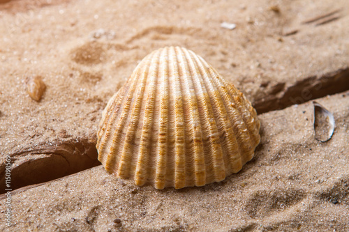 Scallop seashell on sand background. Beautiful seashell on sand. Spend vacation in exotic place. Far from civilization.