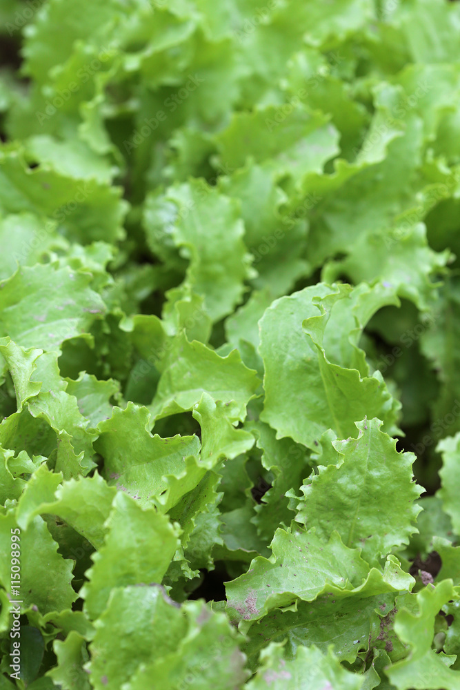 Salades Salades