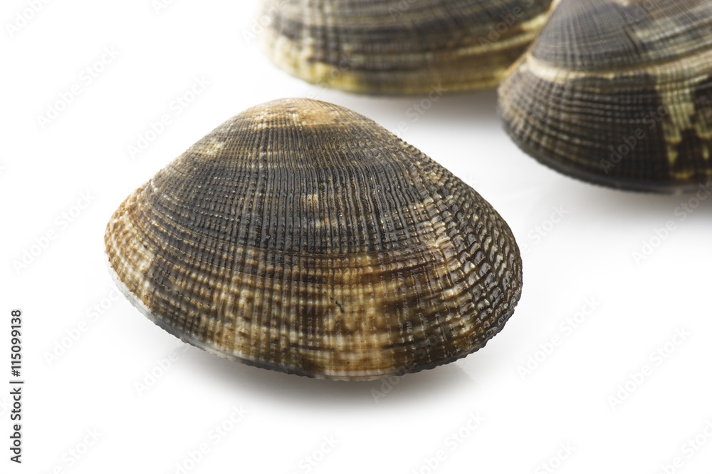 Fresh raw Clam close up on white Fresh raw Clam close up on white