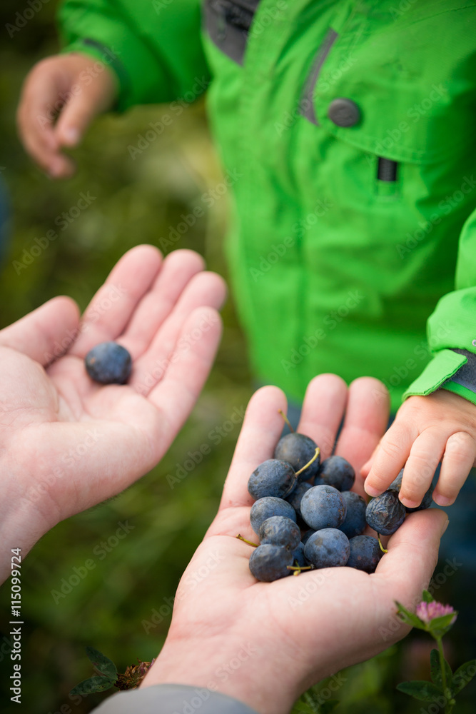 closeup of parent's hands full of organic blueberries and child going to try berries. Family picking up blueberries in forest. Father treating berries to his toddler son in park. Lifestyle concept closeup of parent's hands full of organic blueberries and child going to try berries. Family picking up blueberries in forest. Father treating berries to his toddler son in park. Lifestyle concept