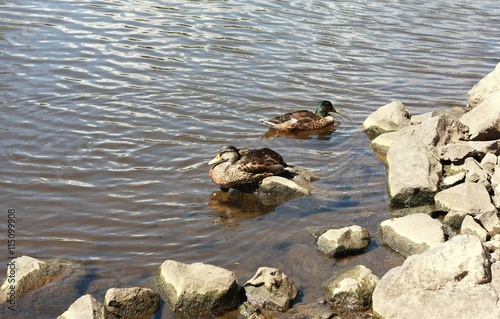 A pair of mallard ducks on the bank of the river