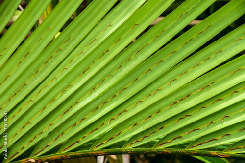 Details of Nypa Palm Leaf  