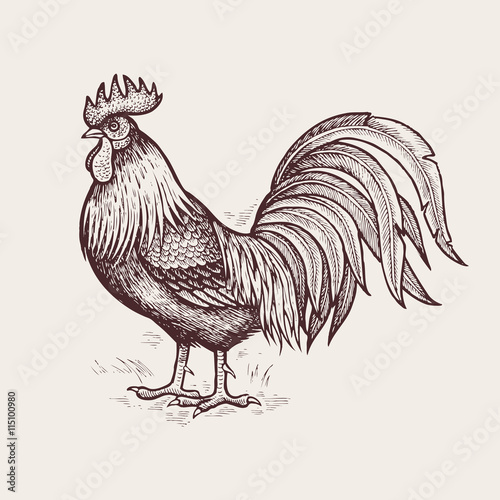 Graphic illustration - poultry rooster.