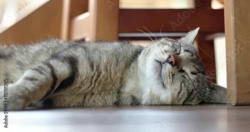 Grey Cat is Sleeping. Suddenly Shudders and Wakes Up.