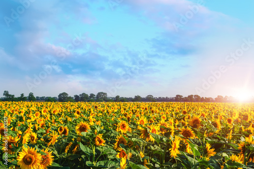 Field of blooming sunflowers.