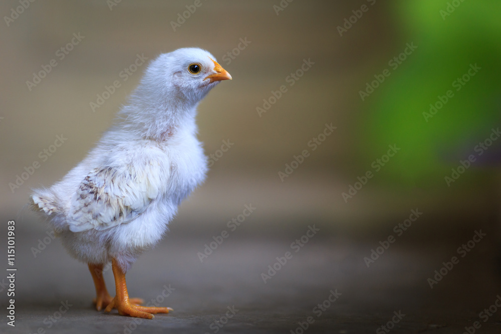 Fototapeta premium Cute chicken on blur background