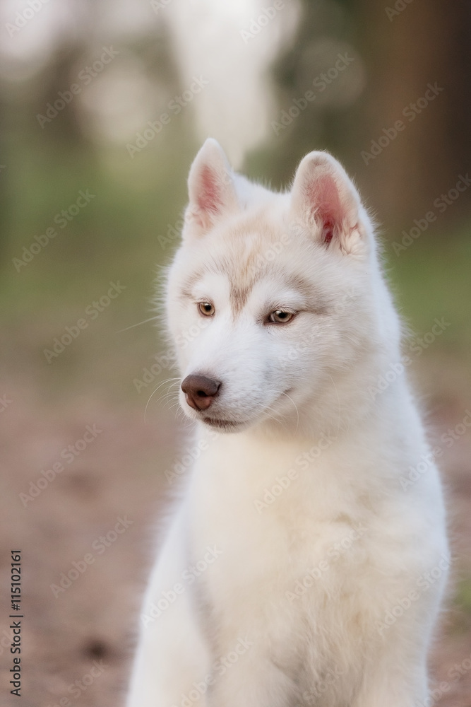 Puppy. Portrait on the tree in outdoor.