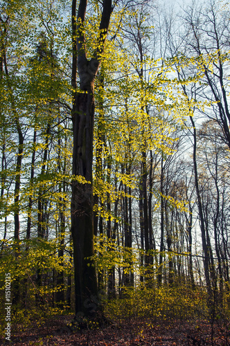 Beautiful green deciduous forest