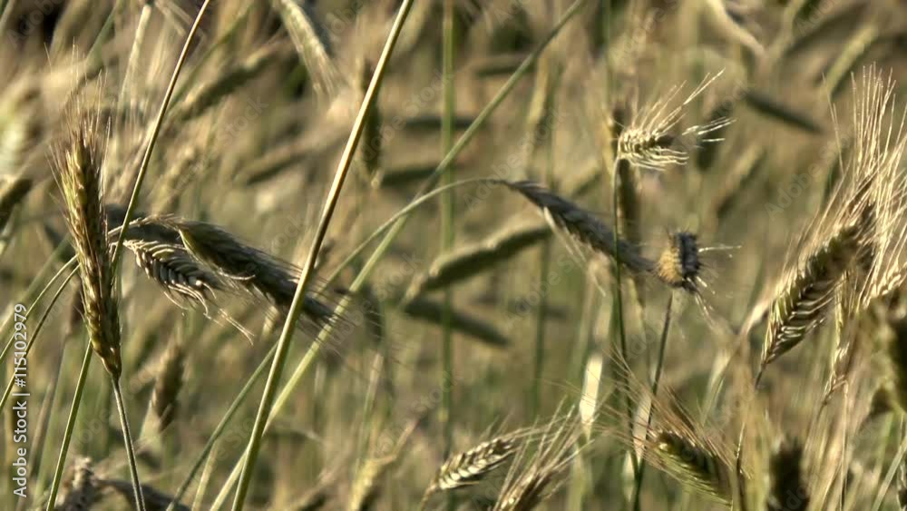 Close up footage of golden yellow wheat field young crop slowly moving by wind tree line and blue sky background cereal is any grass cultivated for edible components of its grain great summer day 4k