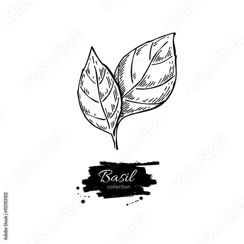 Basil vector drawing. Isolated Basil leaves. Herbal engraved sty