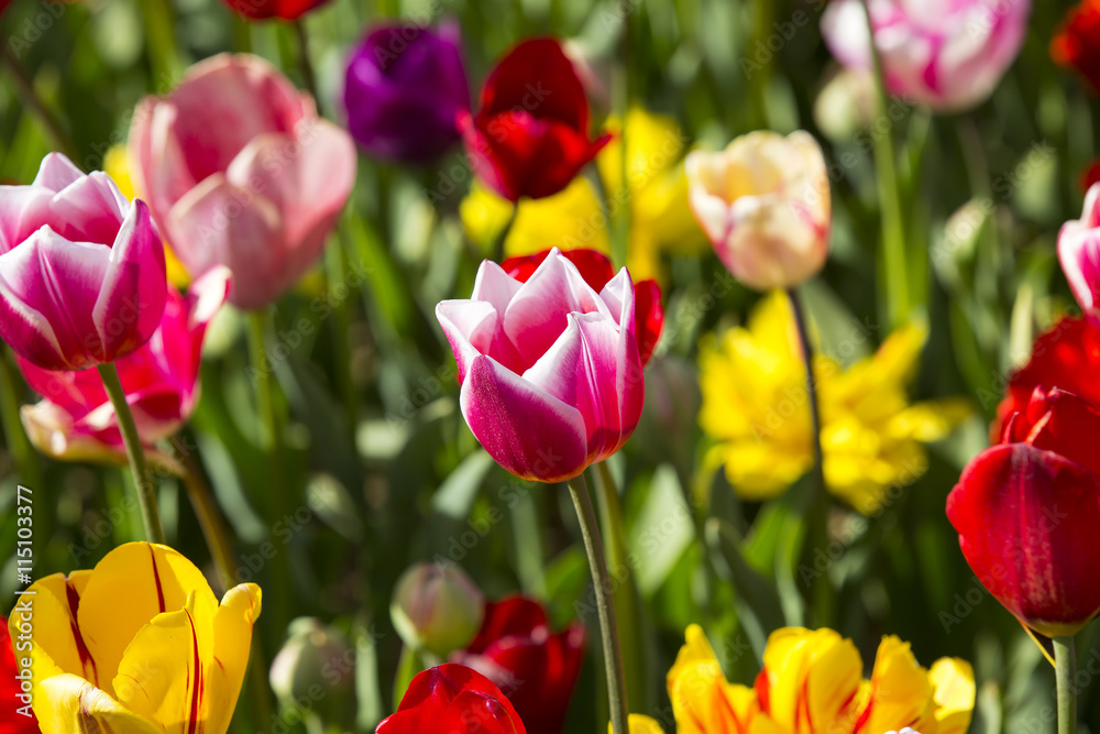 bed of tulips growing in spring garden tulips