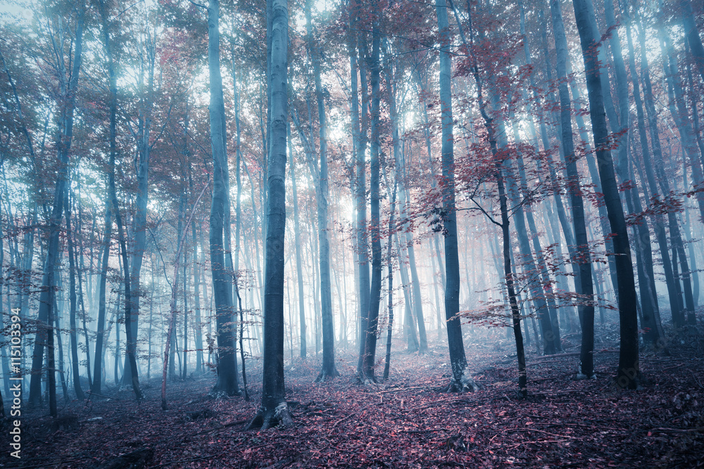 Mystical foggy autumn season forest tree landscape. Mystical foggy autumn season forest tree landscape.