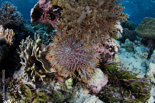 Crown of Thorns Starfish on Reef