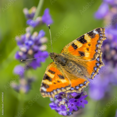 butterfly on lavender blossom © OE993