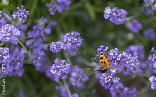 Fototapeta Naklejka Na Ścianę i Meble -  butterfly on lavender blossom