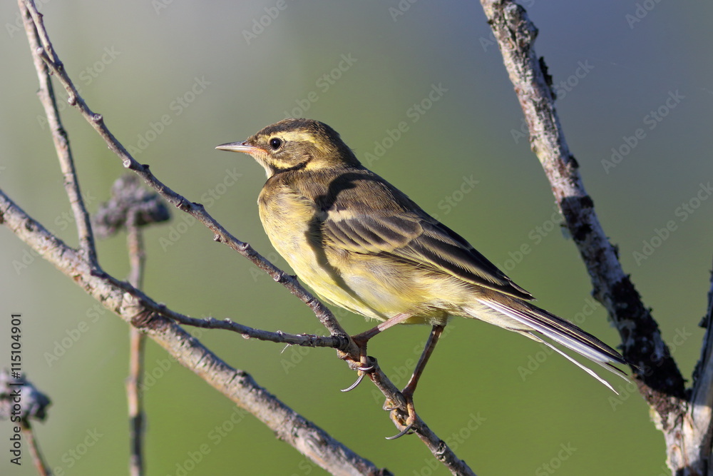 Fototapeta premium Yellow wagtail on a branch
