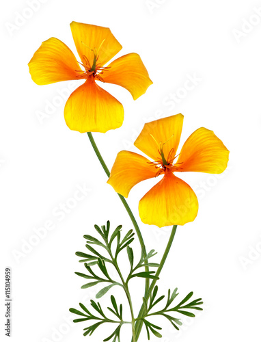 Yellow flower garden colorful eschscholzia isolated on white bac