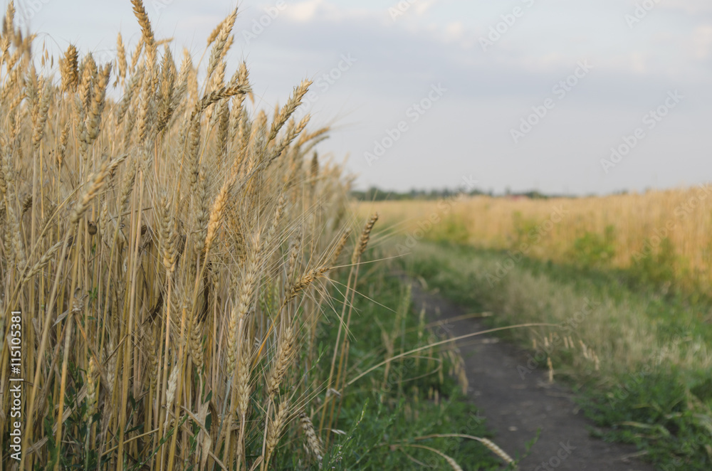 wheat field in Sunny day