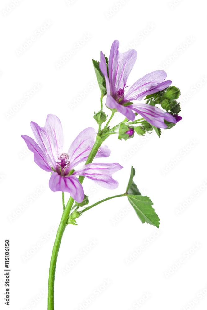 Flores de malva para medicinas alternativas aisladas en fondo blanco Stock  Photo | Adobe Stock