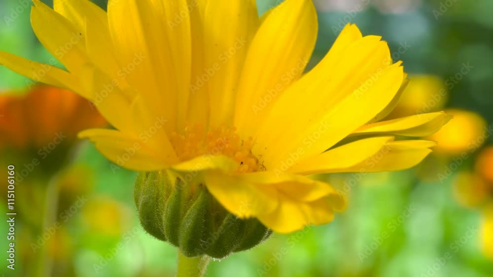 Marigold calendula.Medical flower . Marigold calendula.Medical flower .