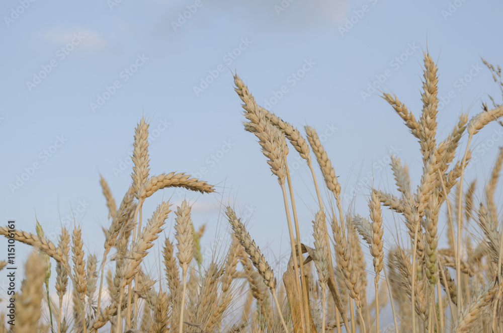 wheat field in Sunny day wheat field in Sunny day