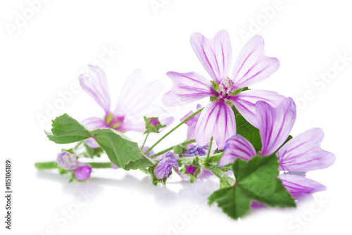 Flores de malva para medicinas alternativas aisladas en fondo blanco photo