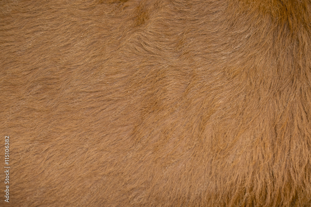 Beautiful texture background of Cow skin
