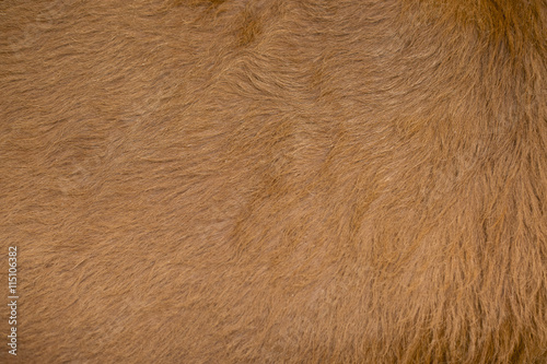 Beautiful texture background of Cow skin